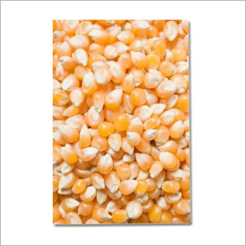 Yellow Maize Seeds
