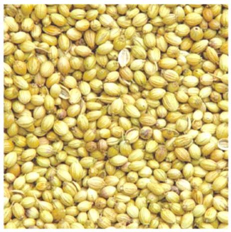 Coriander Seeds