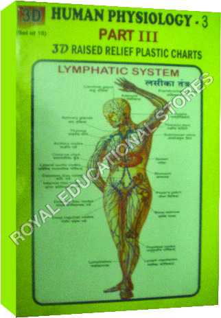 3D CHARTS-HUMAN PHYSIOLOGY-2