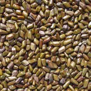 Vegetables Seeds Pamar (Cassia Tora Seeds)