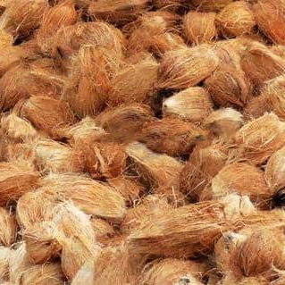 Semi-Husked Fresh Semi Husked Coconut