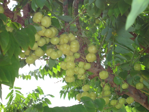 Amla Tree