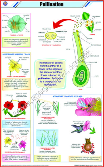 CHARTS-BOTANY - Laminated Paper 70x100 cm, Green | Visual Learning, Educational Tool, Detailed Plant Diagrams