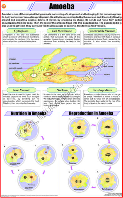 CHARTS-ZOOLOGY - Paper 24x36 Inches Yellow, Educational Chart for Amoeba Study, Classroom Visual Aid