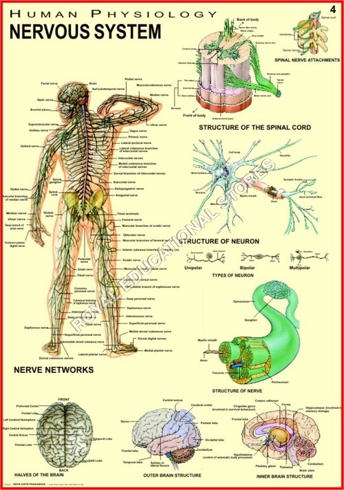 VCP3 - Paper, Variable Dimensions, Beige | Detailed Anatomy, Educational Chart, Human Nervous System