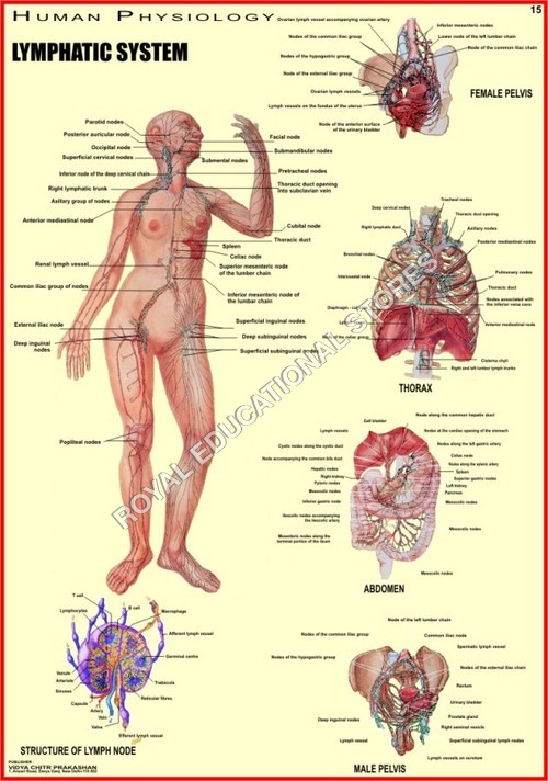 VCP4