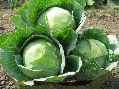 Fresh Cabbages