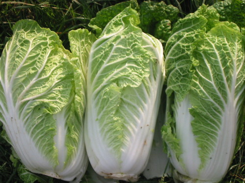 Cabbage