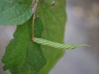 Maror phali