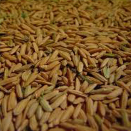 Paddy Rice