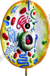 ANIMAL CELL MODEL