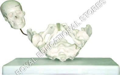 BIRTH DEMONSTRATION MODEL