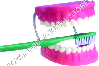 DENTAL MODEL-JUMBO