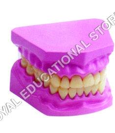 DENTAL MODEL-SMALL