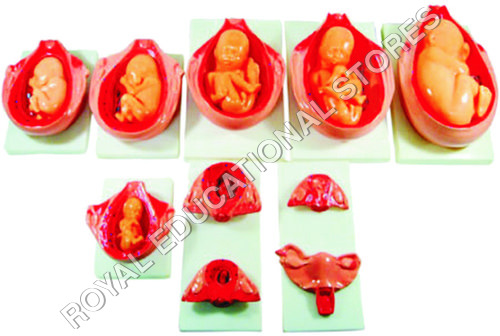 DEVELOPMENT PROCESS OF FETUS - PVC 10 Pieces Red | Fetal Growth Educational Tool Detailed Stages Anatomical Model Visual Learning