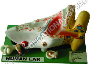 EAR-FIBRE