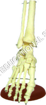 FOOT JOINT