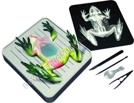 FROG DISSECTION KIT - Metal & Plastic, 10x10cm, Green | Detailed Anatomy, Engaging Activity, Hands-on Learning, 5 Tools for Education