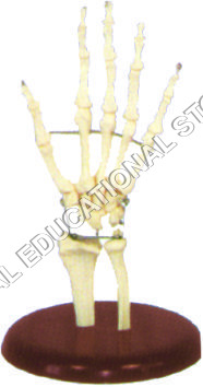 HAND JOINT