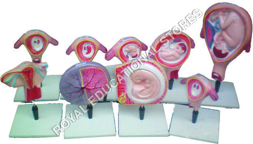 HUMAN EMBRYO-SET OF 9