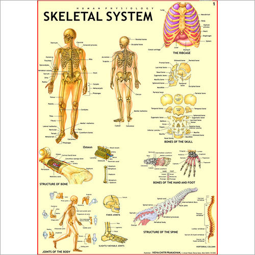 Human skeleton Chart