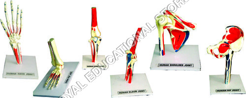 HUMAN JOINTS-SET OF 6