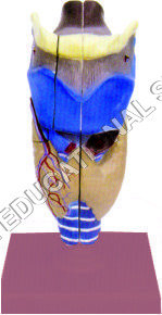 HUMAN LARYNX MODEL