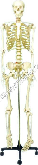 Human Skeleton Disarticulated