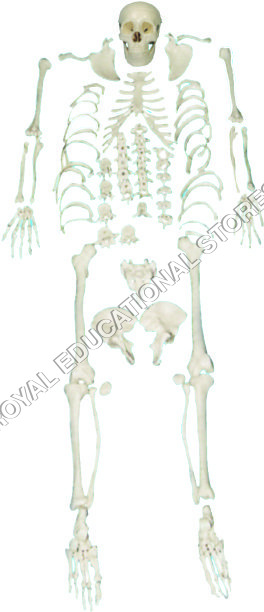 SKELETON-DISARTICULATED
