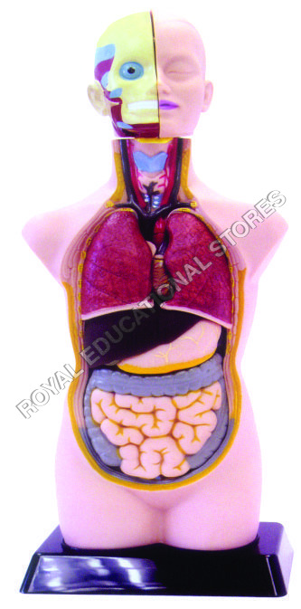 HUMAN TORSO