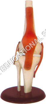 KNEE JOINT