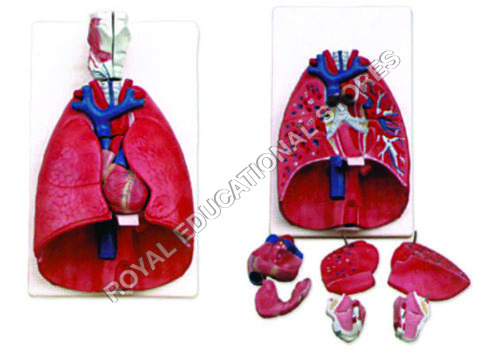 LARYNX, HEART & LUNGS MODEL