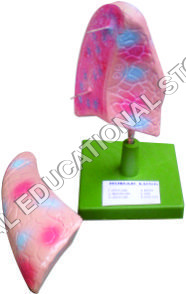 LUNGS-FIBRE