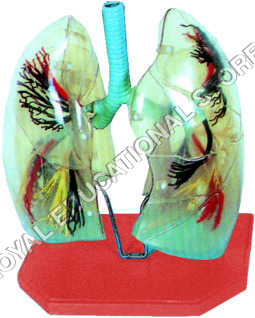 TRANSPARENT LUNGS MODEL