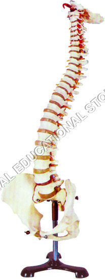 VERTEBRAL WITH FEMUR & PELVIS