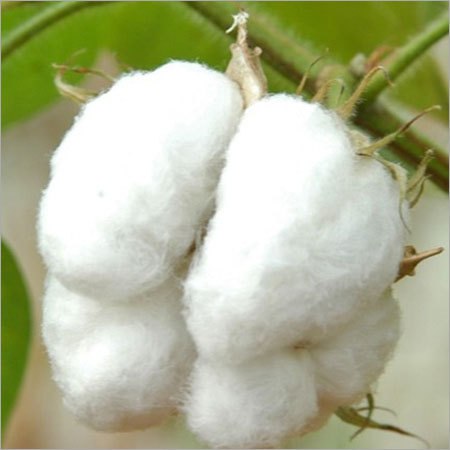 Raw Cotton