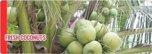Raw Coconut