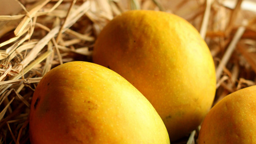 Alphonso Mango