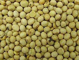 Soybean Seeds