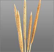 Babala Dried Flowers