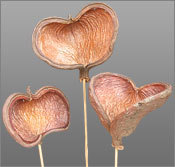 Dried Flowers