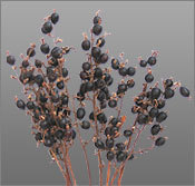 Dried Blackberry Flowers