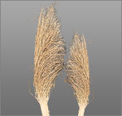 Dried Plants