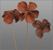 Land Lotus Dried Flowers