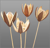 Lily Dried Flower 