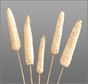 Maize Fruit