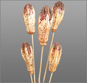 Mahogany Pods