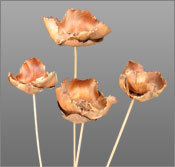 Dried Palm Cap