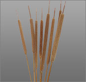 Reed Spadix