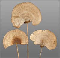Dried Sponge Mushroom